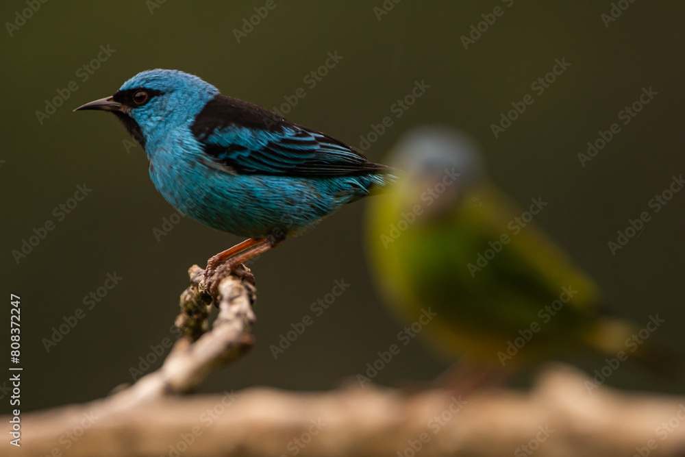 Obraz premium Saí-azul (macho e fêmea) na Mata Atlântica / Blue Dacnis (male and female) in the Atlantic Forest 