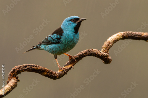 Saí-azul na Mata Atlântica / Blue Dacnis in the Atlantic Forest 