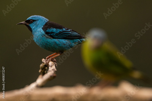 Saí-azul (macho e fêmea) na Mata Atlântica / Blue Dacnis (male and female) in the Atlantic Forest  photo