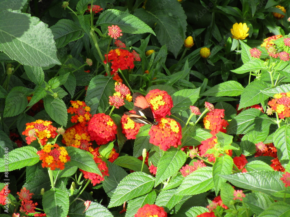 Obraz premium red and yellow blossoms with shiny green leaves