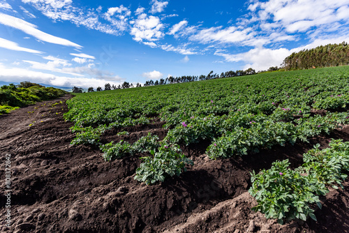 Plantación de papa
