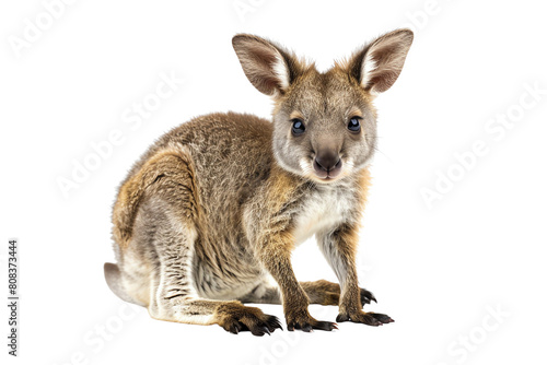 A cute baby kangaroo is sitting on the ground, looking at the camera with its big, round eyes. It has a soft, brown fur and a long, pointed tail.
