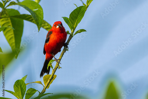Tiê-sangue na Mata Atlântica / Brazilian Tanager in the Atlantic Forest