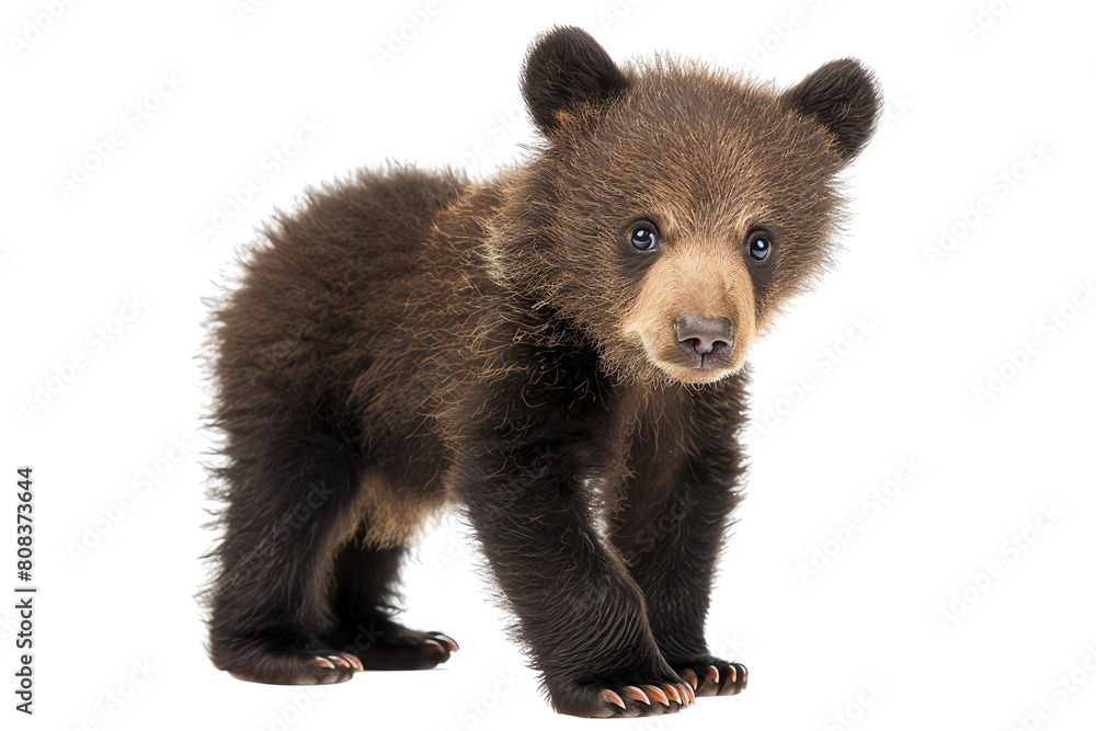 Fototapeta premium Cute baby bear walking around in the woods looking for food.