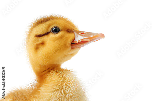 Cute duckling with bright eyes and a yellow beak. photo