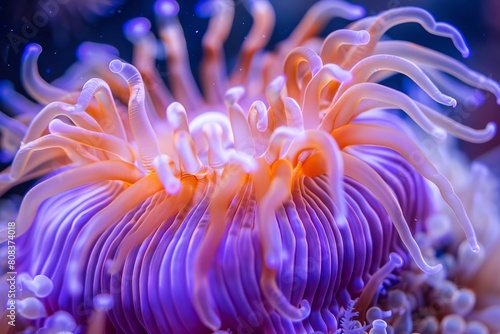 vibrant purple and orange sea anemone closeup intricate tentacles underwater macro photography
