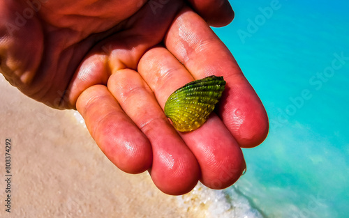 Beautiful green shell mussel in the hand Caribbean sea in Mexico.