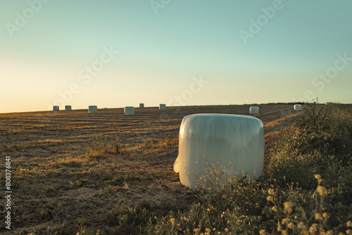 Cultivation with harvesting bales in full sunset