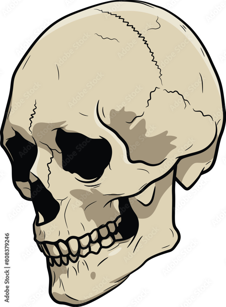Illustration of a human skull isolated on a white background Illustration of a human skull isolated on a white background