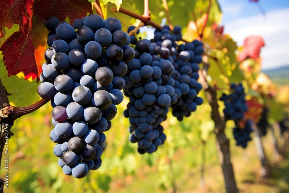 Ripe blue grapes on the vine