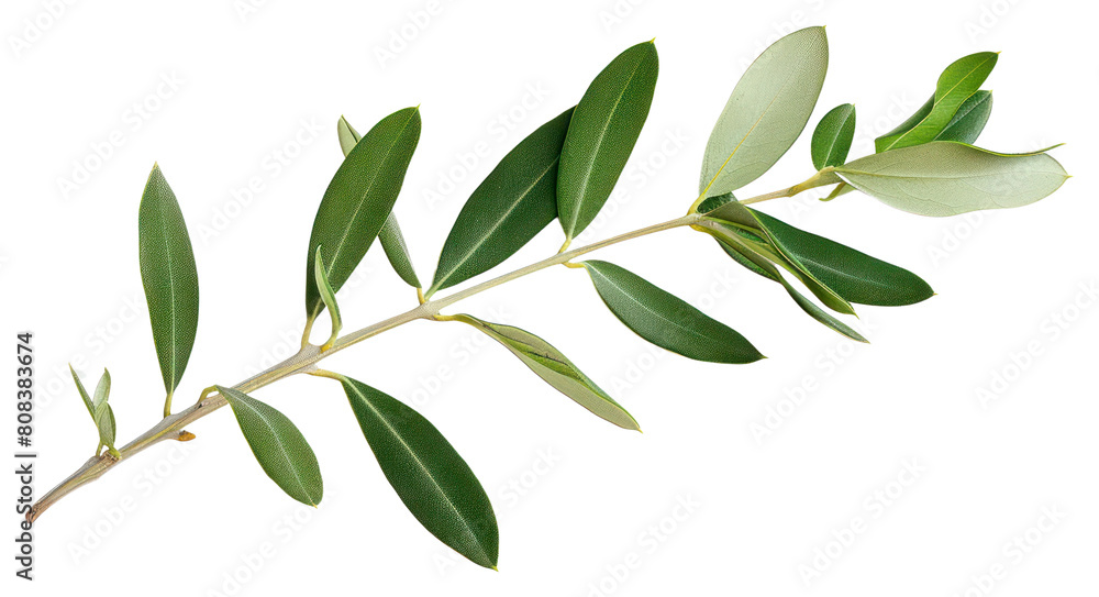 PNG  Olive branch plant herbs leaf.