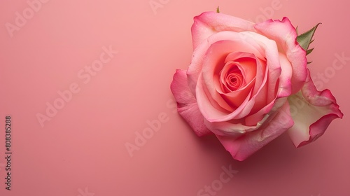 Top view of pink rose flower isolated background. empty space Wedding invitation cards. Valentine s day or mother day holiday concept 