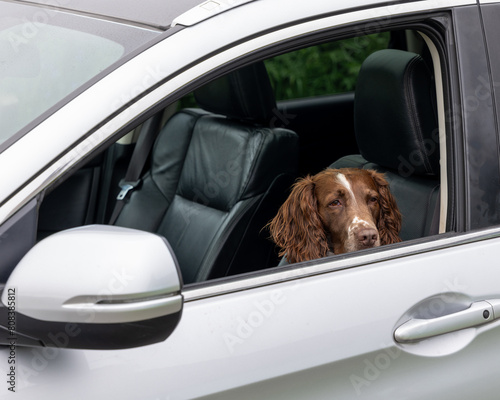 7 May 2024. Seatown,Lossiemouth,Moray,Scotland. This is a Spaniel Dog sitting in the fron passenger seat of a car getting plenty of fresh air and waiting for the driver.