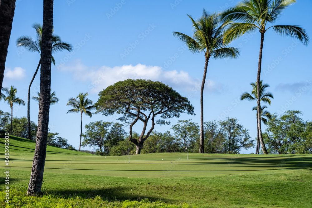 Practice putting green on a tropical golf course, palm trees and sunny blue skies, Maui, Hawaii
