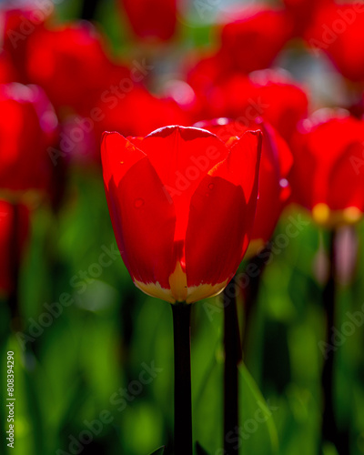 Closeup images of Tulipa Spryng Tide, or Triumph Tulip photo