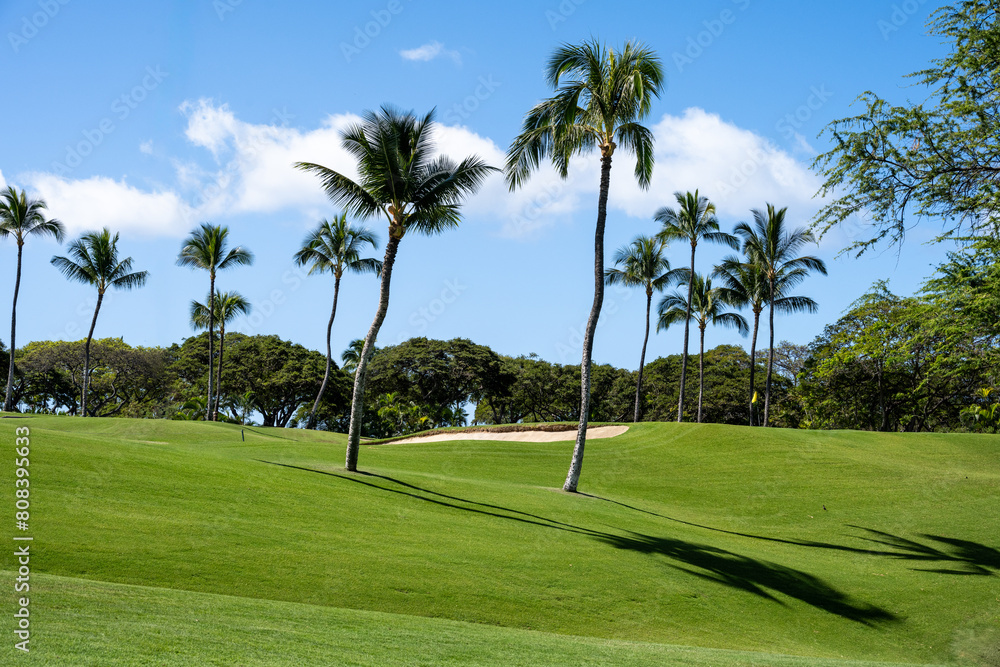 Scenic tropical golf course with palm trees on a sunny blue sky day, sand trap and putting green in background, vacation recreation on Hawaii
