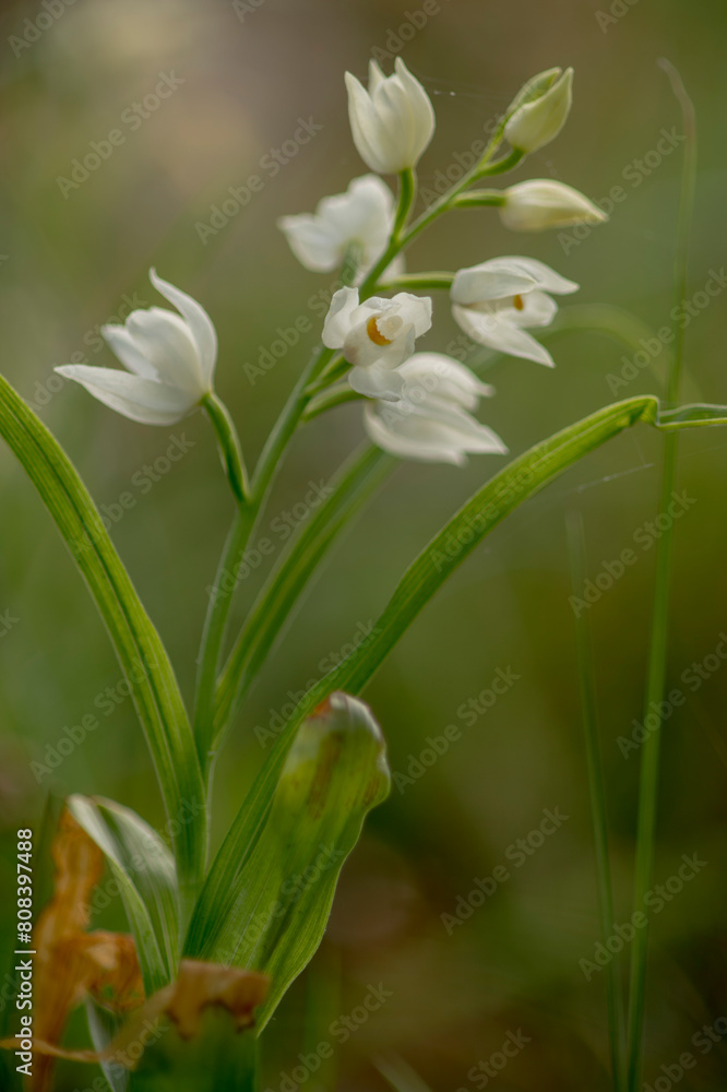 Narrow leaved Helleborine (Cephalanthera longifolia) in Springtime, White Wild Orchid Sardinia, Italy Santulussurgiu, Oristano