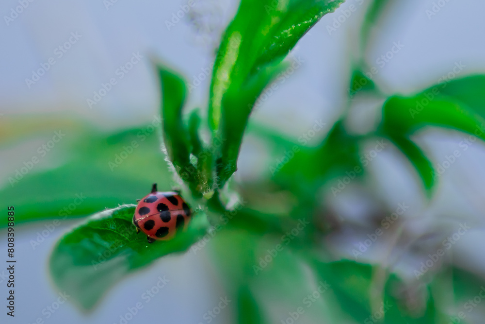 Lady Bug hiding in a leaf Lady Bug hiding in a leaf