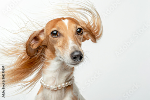 A dog with red hair on a white background, photo