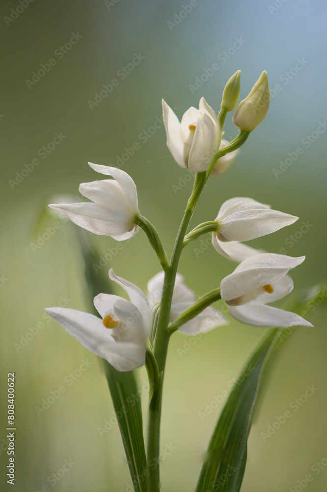 Narrow leaved Helleborine (Cephalanthera longifolia) in Springtime, White Wild Orchid Sardinia, Italy Santulussurgiu, Oristano Narrow leaved Helleborine (Cephalanthera longifolia) in Springtime, White Wild Orchid Sardinia, Italy Santulussurgiu, Oristano