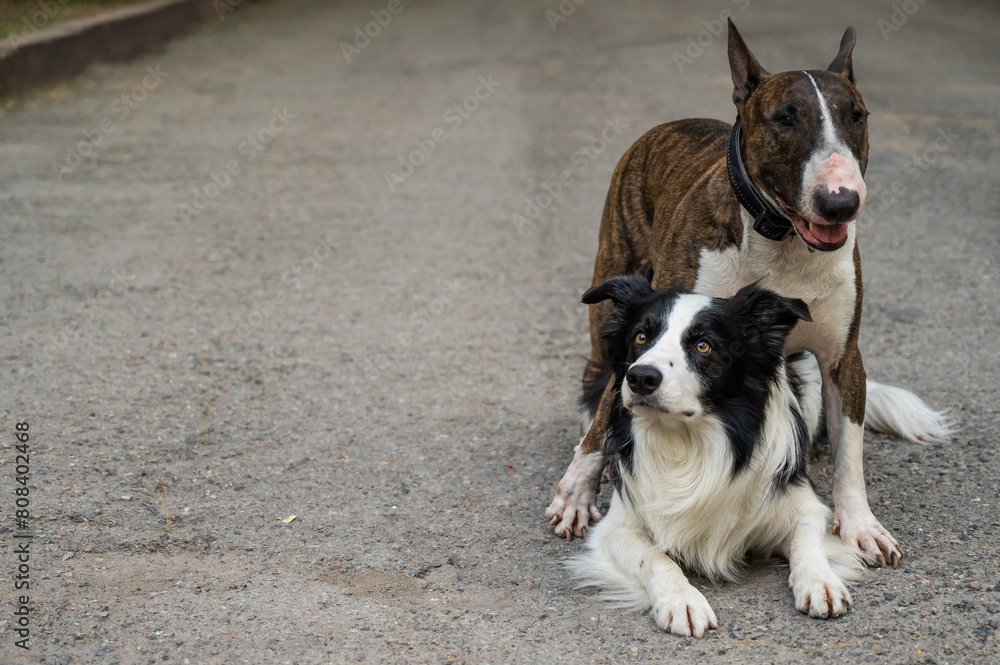 Two dogs are hugging on a walk. Border collie and bull terrier. Two dogs are hugging on a walk. Border collie and bull terrier.