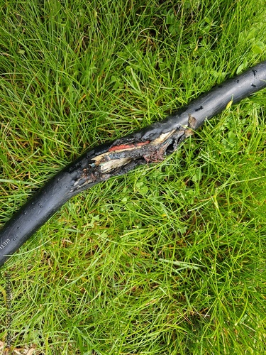 A dangerous electrical power cord laying in the wet grass. The wires have melted together and can cause an electrical shock if touched.