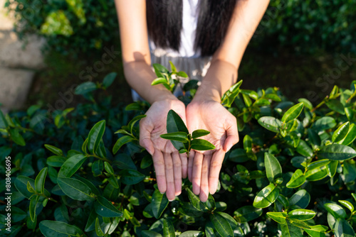 Woman hands holding tea leaves at organic tea plantation in the morning. People tourist enjoy outdoor lifestyle travel nature farm and learning to harvesting tea leaves in Chiang mai, Thailand. photo