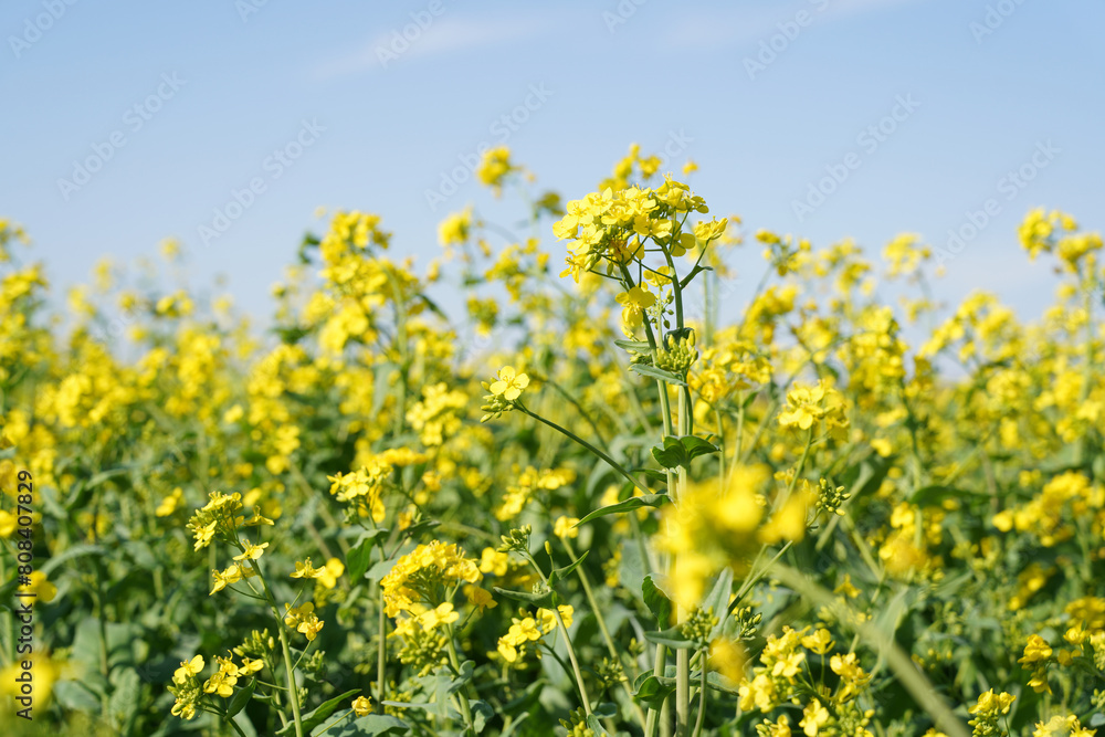 Yellow rape flowers bloom in spring