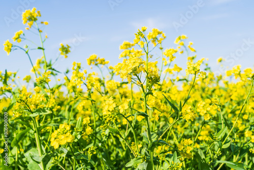 Yellow rape flowers bloom in spring