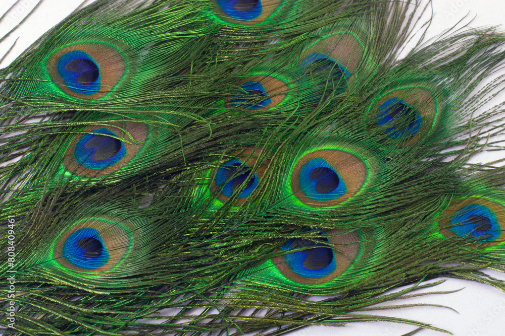 Fototapeta premium Bunch of blue and green peacock feathers on lavender background