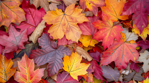 A pile of autumn leaves with a variety of colors