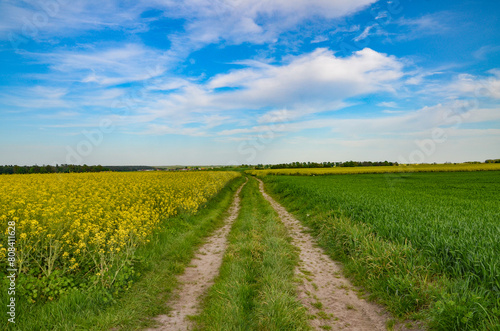 A field road between a rapeseed field and a meadow - blue sky in the distance