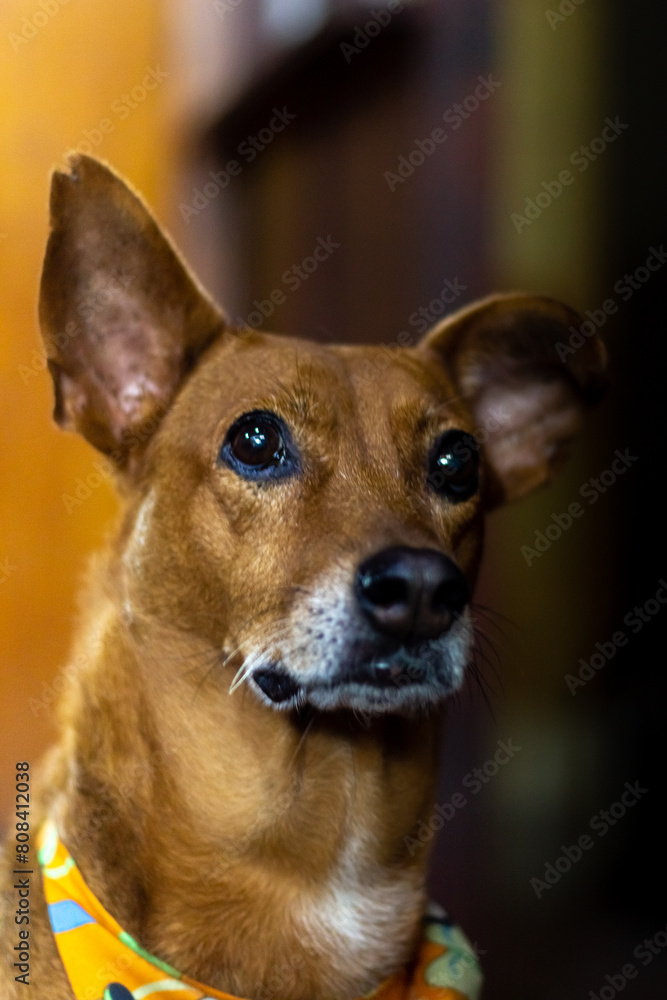 Close up of a brown dog looking at the camera. Selective focus. Close up of a brown dog looking at the camera. Selective focus.