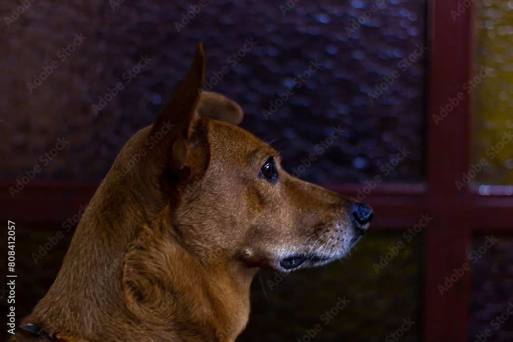 Close up of a brown dog looking at the camera. Selective focus. Close up of a brown dog looking at the camera. Selective focus.