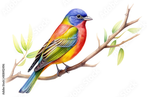 PNG Painted bunting bird drawing animal. photo