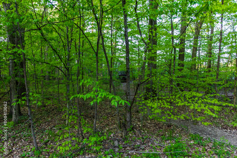 Old, Abandoned Car in a Forest, Glacier Ridge Metro Park, Dublin, Ohio Old, Abandoned Car in a Forest, Glacier Ridge Metro Park, Dublin, Ohio