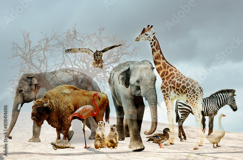 Double exposure of different animals and dry tree among parched soil. Global warming  climate change