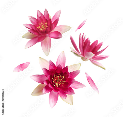 Beautiful lotus flowers and petals flying on white background