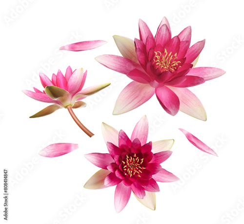 Beautiful lotus flowers and petals flying on white background