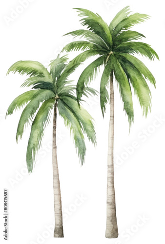 PNG Coconut trees plant white background arecaceae.