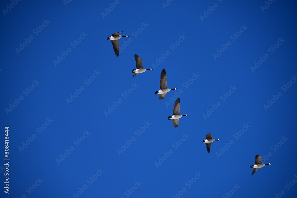 Canada geese birds in flight Canada geese birds in flight
