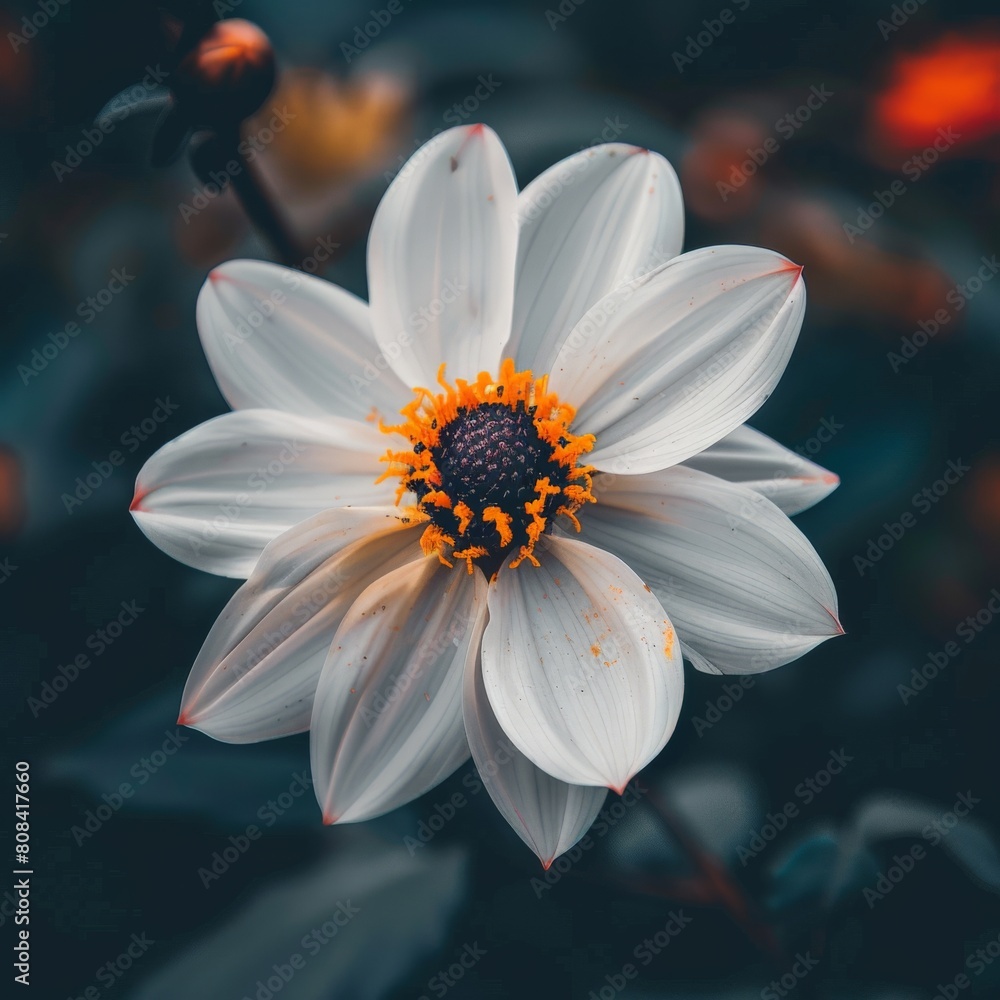 A closeup shot of a blooming flower, symbolizing new beginnings and a smokefree life A closeup shot of a blooming flower, symbolizing new beginnings and a smokefree life