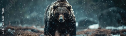 A strong wild bear remains in a furious rainstorm photo