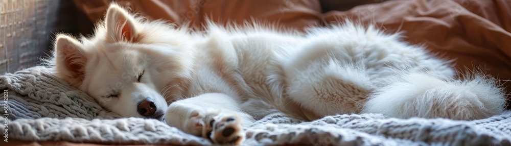 The fluffy white canine is peacefully reclining, with its head and paws resting on a soft blanket The fluffy white canine is peacefully reclining, with its head and paws resting on a soft blanket