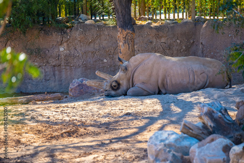 A Southern White Rhinoceros in Tucson, Arizona