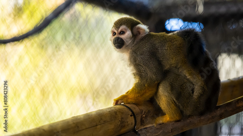 A Squirrel Monkey in Tucson, Arizona