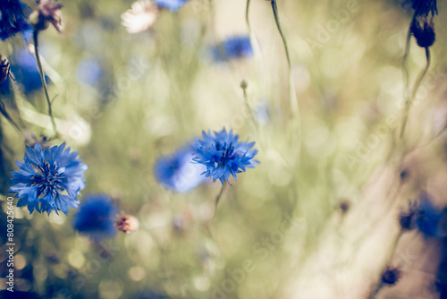 Summer Blue wildflowers -cornflowers.