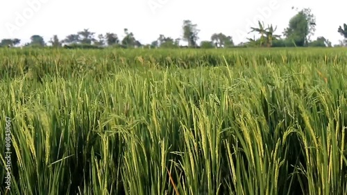 The green stalks of the rice fields grow abundantly after flowering with rice seeds that are still green photo