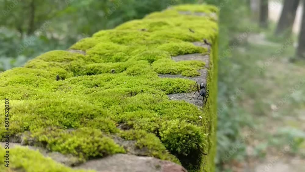 Ants walking on a wall with moss Ants walking on a wall with moss