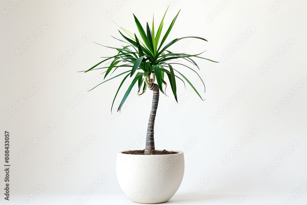 A Madagascar dragon tree in a tall, slim white ceramic pot, isolated on a white background A Madagascar dragon tree in a tall, slim white ceramic pot, isolated on a white background